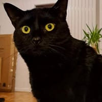 Salem, chat à adopter