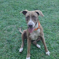 Dalva, Femelle, X Berger , née le 25/02/2025, chienne à adopter