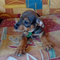 RIVEN, CHIOT MÂLE BERGER CRÉOLE, chien à adopter
