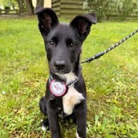 Ajax sucht sein Für-immer-Zuhause 🐾🤍, Hund zur Adoption