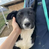 Woopy, suche zuverlässige Menschen, Hündin zur Adoption