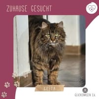 Katze Greta wartet auf ihre Menschen, Katze zur Adoption