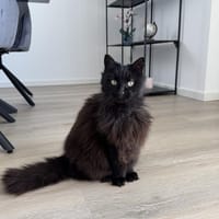 Sanfte COCA sucht liebevolles Zuhause, Katze zur Adoption