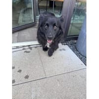 Cupy - wartet in 92369 Sengenthal, Hund zur Adoption