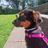 Pebbles sucht ihr Für-immer-Zuhause 🐾, Hündin zur Adoption