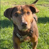 BRACCO - auf Pflegestelle in SH, Hund zur Adoption