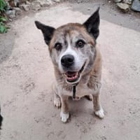 Odin, Hund zur Adoption