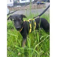 Sigrid - wartet in 66346 Püttlingen, Hündin zur Adoption