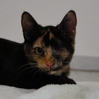 Lola sucht ihr Für-immer-Zuhause 💛, Katze zur Adoption