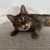 Sozialer Kater PEPPINO sucht Zuhause, Kater zur Adoption