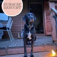 Dringend neues Zuhause für Cash gesucht, Hündin zur Adoption