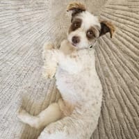 Wirbelwind Jaro sucht sein Zuhause, Hund zur Adoption
