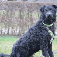 Mae sucht sein Für-Immer-Zuhause!, Hund zur Adoption