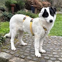 Welpe Skia -eine verschmuste Kuschelmaus, Hündin zur Adoption