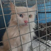 Kalliope aus dem Tierschutz, Katze zur Adoption