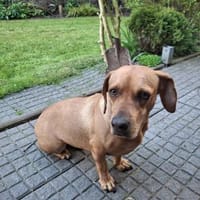 Wer schenkt Rozi ein liebevolles Zuhause, Hündin zur Adoption