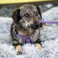 Giuditta sucht ihr Glück..., Hündin zur Adoption