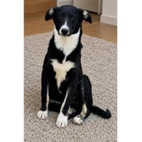 Toru - wartet in 66346 Püttlingen, Hund zur Adoption