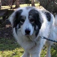 Mischa su. Zuhause mit viel Platz, Hündin zur Adoption