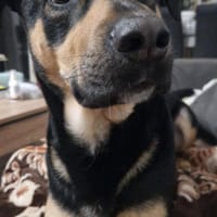 Maylo sucht dringend einen neuen Platz, Hund zur Adoption