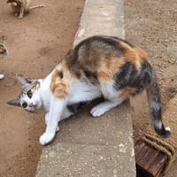 Fröhliche Katze Virginia, Katze zur Adoption