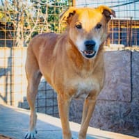 Senior Alfi sucht Seniorenplatz, Hund zur Adoption