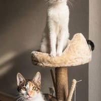 Cleo & Fina 💗 in 67655 Kaiserslautern, Katze zur Adoption