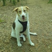Krümel - sanfte Fellnase sucht Körbchen, Hund zur Adoption