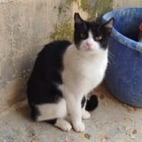 Verspielte kleine Katze Ibi, Katze zur Adoption