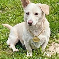 Sissy sucht in Sachsen ein Zuhause!, Hündin zur Adoption