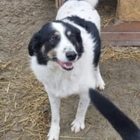 Calita 60 cm (Pflegestelle), Hündin zur Adoption
