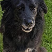Cassandra❤ Körbchen gesucht, Hündin zur Adoption