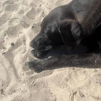 ✨ Sandy sucht ihr Für-immer-Zuhause, Hündin zur Adoption