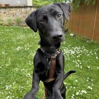 Buffy auf Pflegestelle 76684 Östringen, Hund zur Adoption