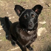 Sarolta auf Pflegestelle 38154 Lelm, Hündin zur Adoption