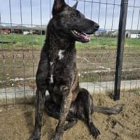 Filine 54 cm (Pflegestelle), Hündin zur Adoption