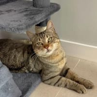 Pachi Verschmuster Tiger sucht Familie, Kater zur Adoption