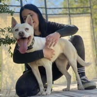 Angel-Einzelprinzessin in weiss, Hündin zur Adoption
