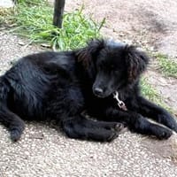 Hope - offener und verspielter Jungspund, Hund zur Adoption