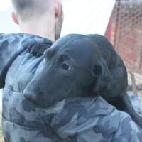 Belinda auf Pflegestelle 76684 Östringen, Hündin zur Adoption