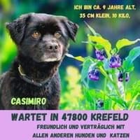 Casimiro sucht sein Zuhause, Hund zur Adoption