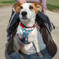 Notfall  Miki! Ein  ❤ auf drei Pfoten, Hund zur Adoption