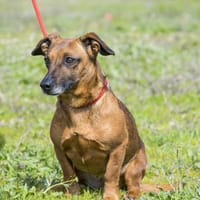 Csusza, eine selbstbewusste Hundedame, Hündin zur Adoption