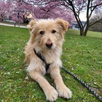 Leni; wartet in München, Hündin zur Adoption
