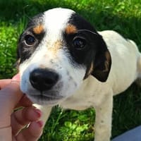 Kleiner Wirbelwind Laila möchte ankommen, Hündin zur Adoption