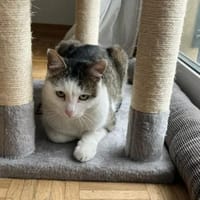 Jonny Stattlicher Kater sucht  Familie, Kater zur Adoption