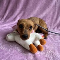 ängstliche Hündin sucht Herzensglück, Hündin zur Adoption