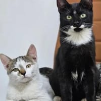 Holly & Jimmy Freundliches Katzenpärchen, Kater zur Adoption