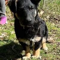 Welpe Susu auf Pflegestelle 91056 Erlang, Hund zur Adoption