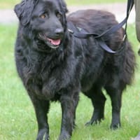 Merlin ist immer gutdrauf und aufgeweckt, Hund zur Adoption